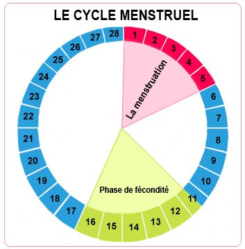 Menstrual Cycle